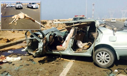 知名演员车祸去世,其实撞骆驼有时比撞一辆车还危险